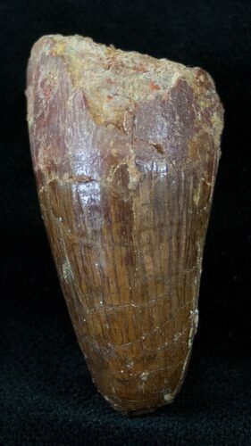 Large Cretaceous Fossil Crocodile Tooth - Morocco #13947